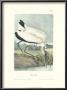 Wood Ibis by John James Audubon Limited Edition Print