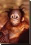 Baby Orangutan by Steve Bloom Limited Edition Pricing Art Print