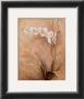 Subdued Floral Ii by Rhonda Mcenroe Limited Edition Print