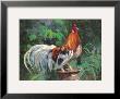 Red And White Rooster by Nenad Mirkovich Limited Edition Print