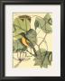 Baltimore Bird And Tulip Tree by Mark Catesby Limited Edition Print