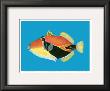 Humuhumu Engraving by Steve Strickland Limited Edition Pricing Art Print