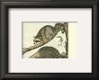 Racoon by John James Audubon Limited Edition Print