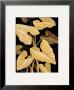 Tropical Leaves by Paul Brent Limited Edition Pricing Art Print