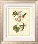 Anna Hummingbird by John James Audubon Limited Edition Pricing Art Print