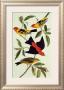 Louisiana Tanager, Scarlet Tanager by John James Audubon Limited Edition Print