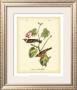 Bay Breasted Wood-Warbler by John James Audubon Limited Edition Print