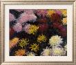 Chrysanthemum, 1897 by Claude Monet Limited Edition Print