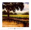 Mountain Vineyard Ii by Peter Pettegrew Limited Edition Print