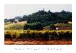 Summer Vineyard by June Carey Limited Edition Print