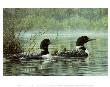 Northern Reflection, Loons by Don Li-Leger Limited Edition Pricing Art Print