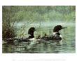 Northern Reflection, Loons by Don Li-Leger Limited Edition Print