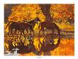 Autumn's Amber Glow by Tim Cox Limited Edition Print