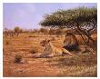 Lion Couple by Clive Kay Limited Edition Print