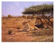 Lion Couple by Clive Kay Limited Edition Pricing Art Print