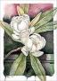 Magnolia by Paul Brent Limited Edition Print