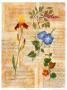 Wildflowers And Sonnets I by Barbara Shipman Limited Edition Print