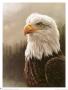 Bald Eagle Portrait by Alan Hunt Limited Edition Pricing Art Print