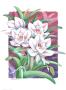 Orchis I-Cymbidium by Paul Brent Limited Edition Print