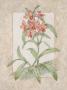 Orchid Fresco Ii by Debra Swartzendruber Limited Edition Pricing Art Print