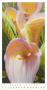 Calla Lilies by Elizabeth Horning Limited Edition Print