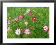 Cosmos Flowers by Adam Jones Limited Edition Print