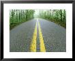 Road Through Forest In Spring, Ky by Adam Jones Limited Edition Pricing Art Print