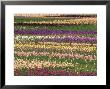 Pattern In Rows Of Cultivated Iris, Oregon by Adam Jones Limited Edition Print