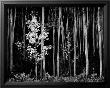 Aspens, Northern New Mexico, 1958 by Ansel Adams Limited Edition Print