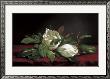 Magnolia Buds by Martin Johnson Heade Limited Edition Print