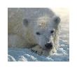 Polar Bear Cub by Collin Bogle Limited Edition Print