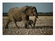 Mother And Calf Elephants Walking, Etosha National Park, Namibia by Dennis Jones Limited Edition Print