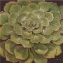 Succulent I by Janet Kruskamp Limited Edition Pricing Art Print