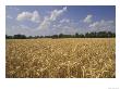 Wheat Crop, Tennessee, Usa by Adam Jones Limited Edition Print