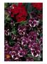 Hybrid Pansies In Garden, Oregon, Usa by Adam Jones Limited Edition Print