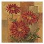 Daisies Terra Cotta by Barbara Mock Limited Edition Print