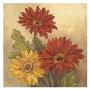 Gerber Daisies I by Barbara Mock Limited Edition Pricing Art Print