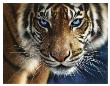 Blue Eyes by Collin Bogle Limited Edition Print