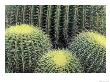 Pattern In Cactus by Adam Jones Limited Edition Print