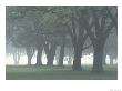 Trees In Fog, Louisville, Kentucky, Usa by Adam Jones Limited Edition Print