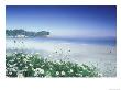 Daisies Along Crescent Beach, Olympic National Park, Washington, Usa by Adam Jones Limited Edition Print