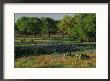 Late Afternoon Light On Field Of Texas Paintbrush And Bluebonnets, Hill Country, Texas, Usa by Adam Jones Limited Edition Print