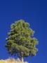 Pinyon Pine, Pinus Edulis, Zion National Park, Utah, Usa. by Adam Jones Limited Edition Print