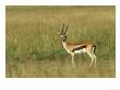 Thompsons Gazelle, Masai Mara Nr, Kenya by Steve Turner Limited Edition Print
