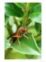 Paper Wasp, Polistes Species, Expelling Water After Heavy Rain by Adam Jones Limited Edition Print