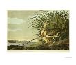 Male Ane Female Long Billed Curlew (Numenius Americanus) With The City Of Charleston Behind by John James Audubon Limited Edition Pricing Art Print