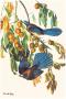 Scrub Jay by John James Audubon Limited Edition Print