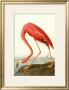 Eagle Owl by John James Audubon Limited Edition Pricing Art Print