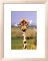 Giraffe by Steve Bloom Limited Edition Print