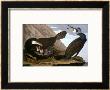 Common Cormorant by John James Audubon Limited Edition Print